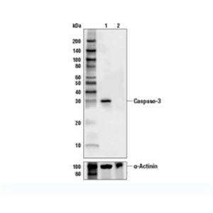 半胱天冬酶-3抗体