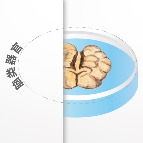 脑类器官-ACROBiosystems百普赛斯