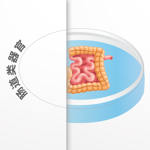 肠道类器官-ACROBiosystems百普赛斯