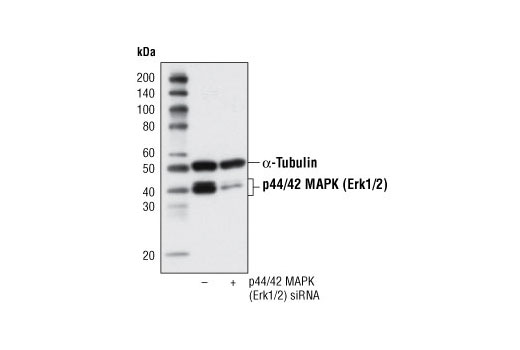 p44/42 MAPK (Erk1/2) (137F5) 兔单克隆抗体