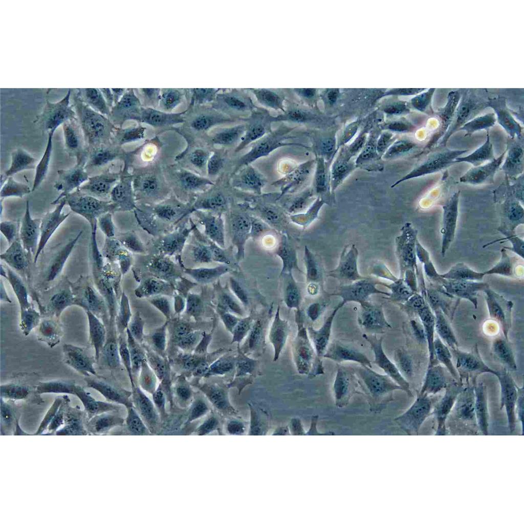 Caco-2 Cells人结直肠腺癌贴壁细胞系(赠送STR基因图谱)