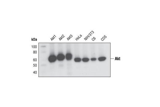 Akt (pan) (C67E7) 兔单克隆抗体