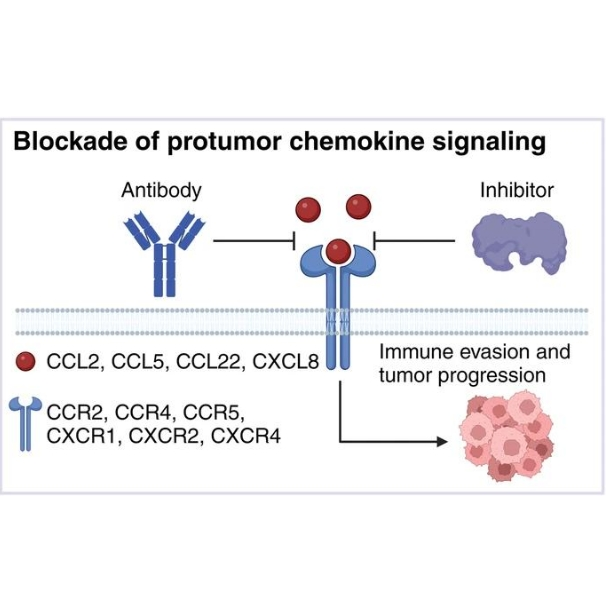 辰辉创聚生物Nebulabio 提供Chemokine信号通路相关蛋白