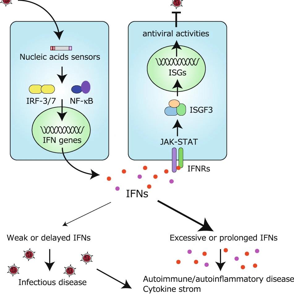 辰辉创聚生物Nebulabio 提供RNA Viruses Triggered信号通路相关蛋白