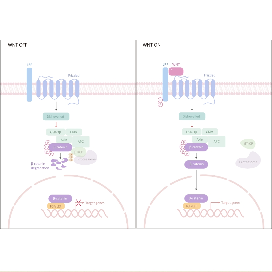 辰辉创聚生物Nebulabio 提供Wnt 信号通路相关蛋白