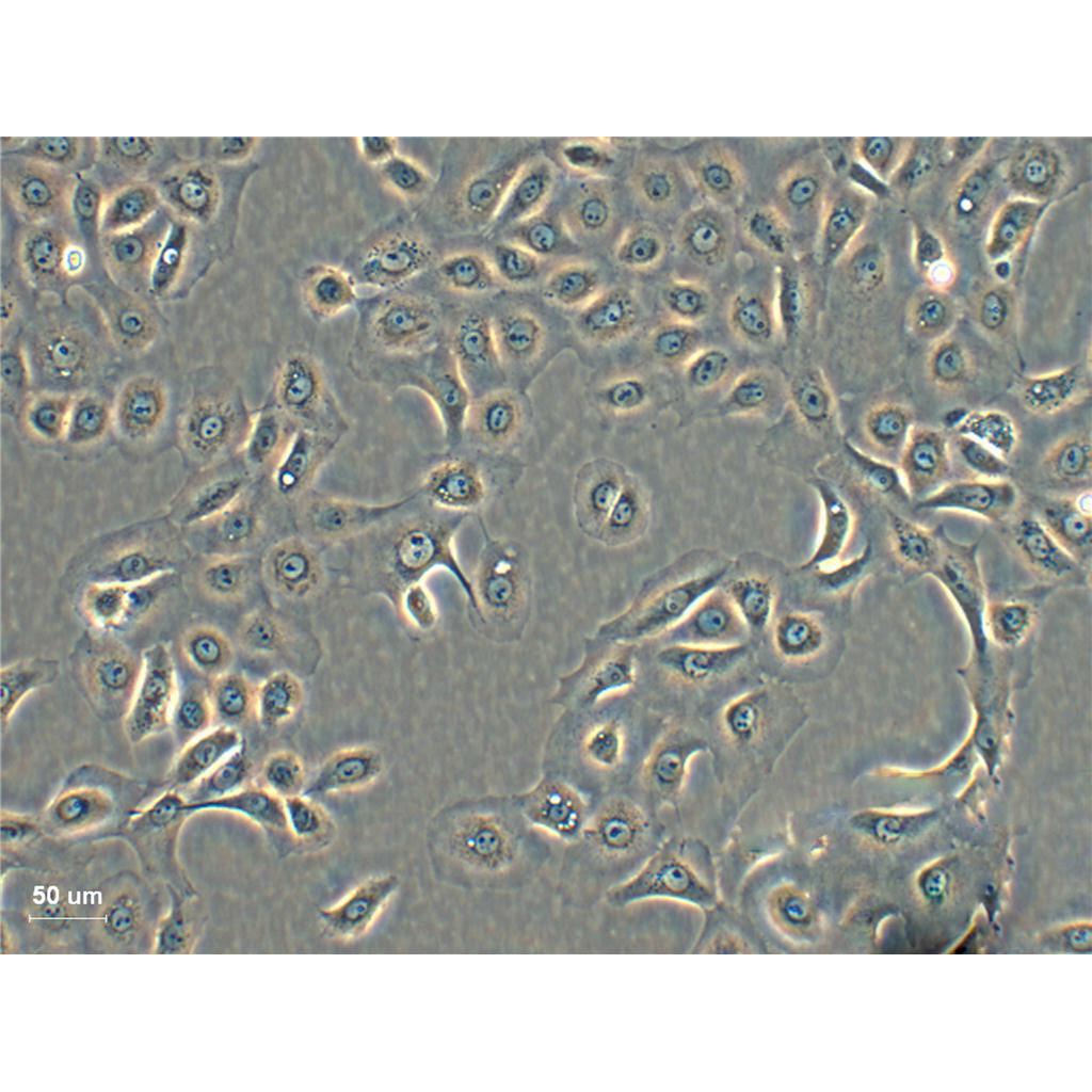 BRL 3A Cells大鼠肝贴壁细胞系(赠送STR基因图谱)