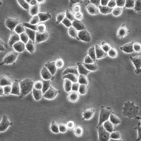 Hep 3B2.1-7 Cells:人肝癌细胞系代次低(带STR鉴定报告)