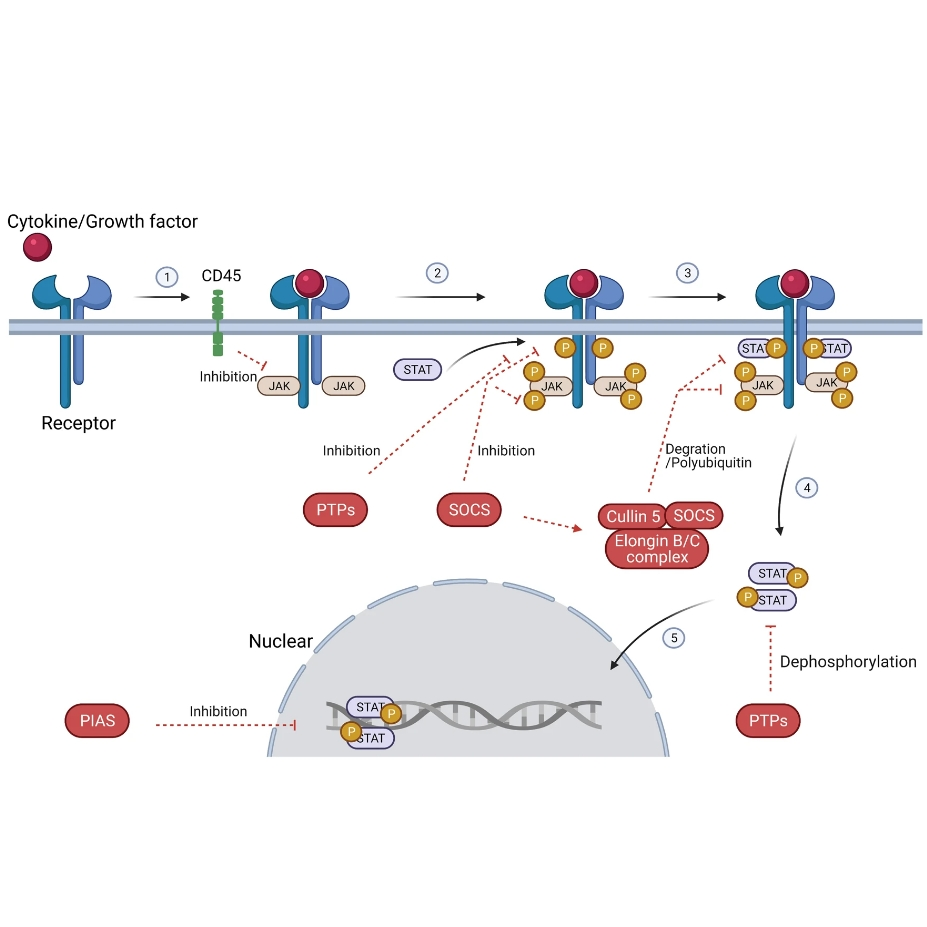 辰辉创聚生物Nebulabio 提供JAK-STAT信号通路相关蛋白