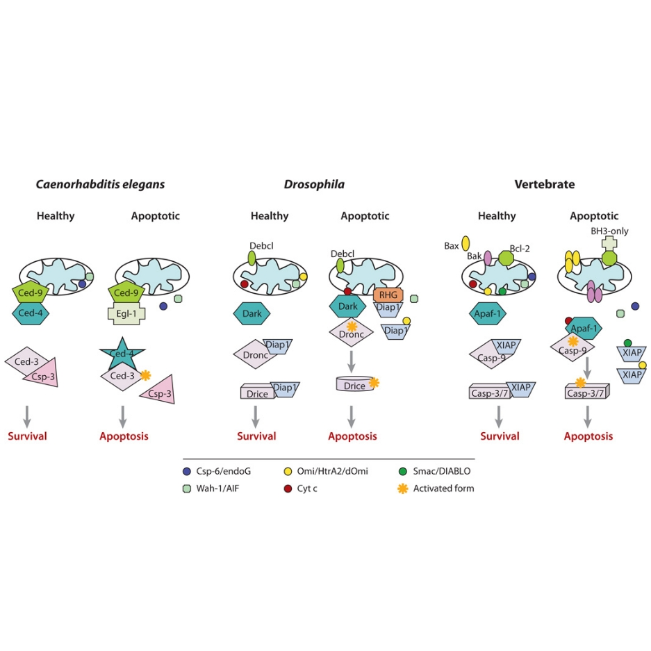 辰辉创聚生物Nebulabio 提供Mitochondrial Control of Apoptosis信号通路相关蛋白