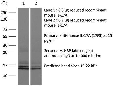 InVivoPlus抗小鼠白细胞介素17A抗体