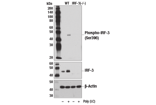 磷酸化干扰素调节因子3（Ser396）（D6O1M）兔单克隆抗体
