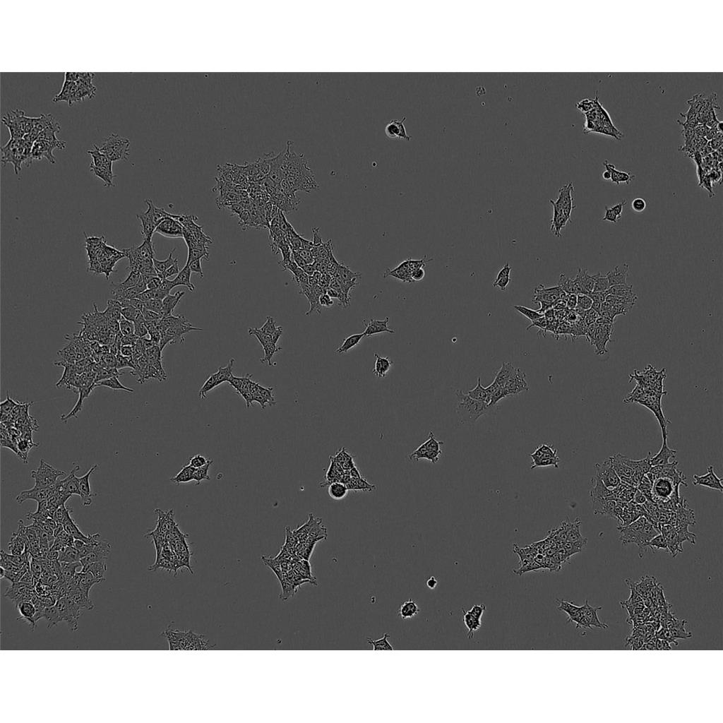 SK-MES-1 Cells#人肺鳞癌细胞系来源可靠|培养基|带STR基因图谱