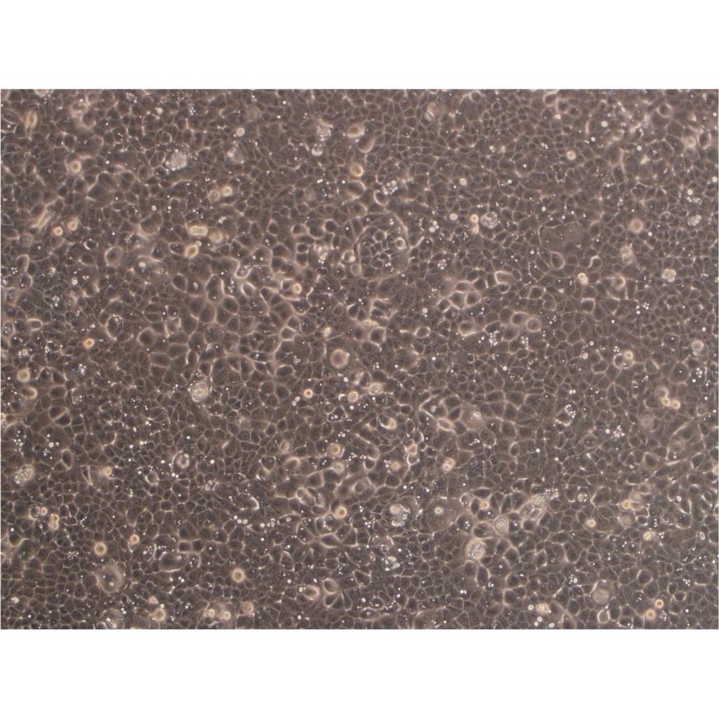 S3 HeLa Cells#人宫颈癌细胞系种子库|完全培养基|STR图谱