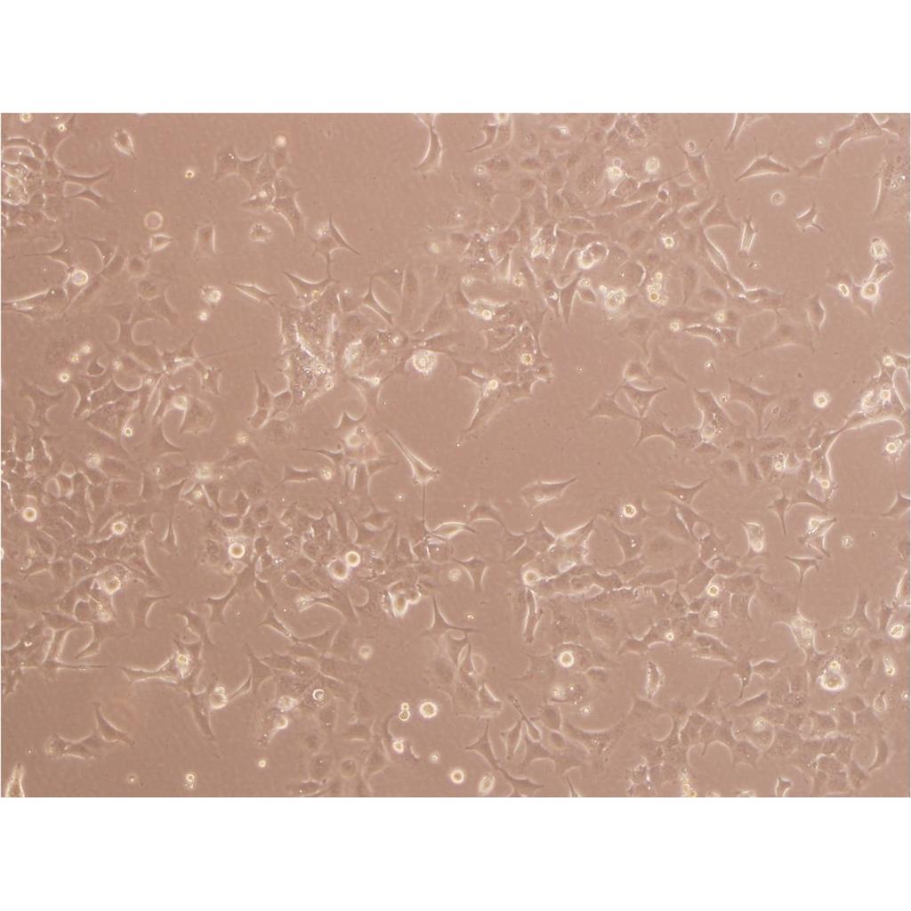 MV4II Cells#人急性单核细胞系种子库|完全培养基|STR图谱