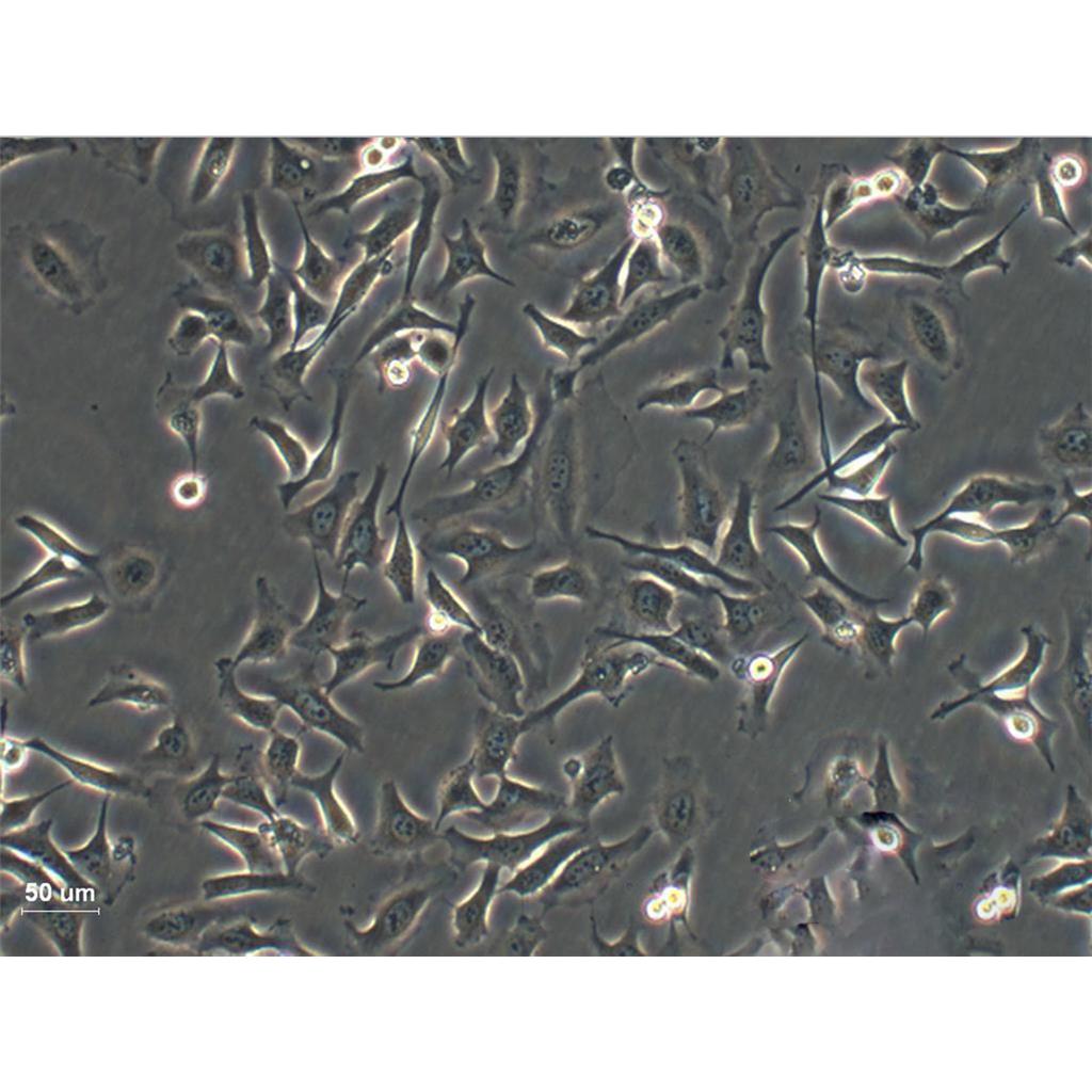 mda-MB231 Cells#人乳腺癌细胞系种子库|完全培养基|STR图谱