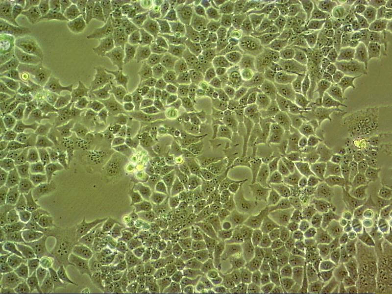 H4IIE Cells#大鼠肝细胞系种子库|完全培养基|STR图谱