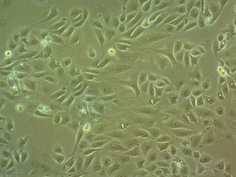 MCF.10A Cells#人正常乳腺上皮细胞系种子库|完全培养基|STR图谱