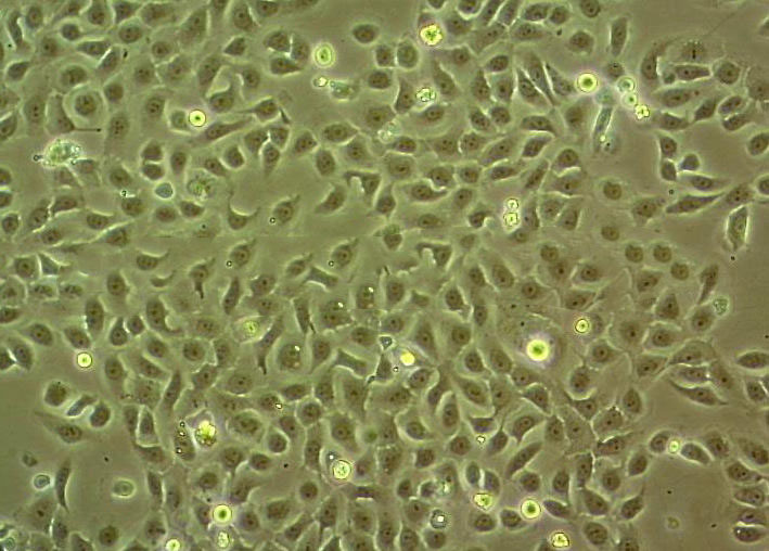 Hepa1-6 Cells#小鼠肝癌细胞系种子库|完全培养基|STR图谱