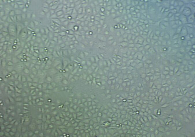 BT.549 Cells#人乳腺导管癌细胞系种子库|完全培养基|STR图谱