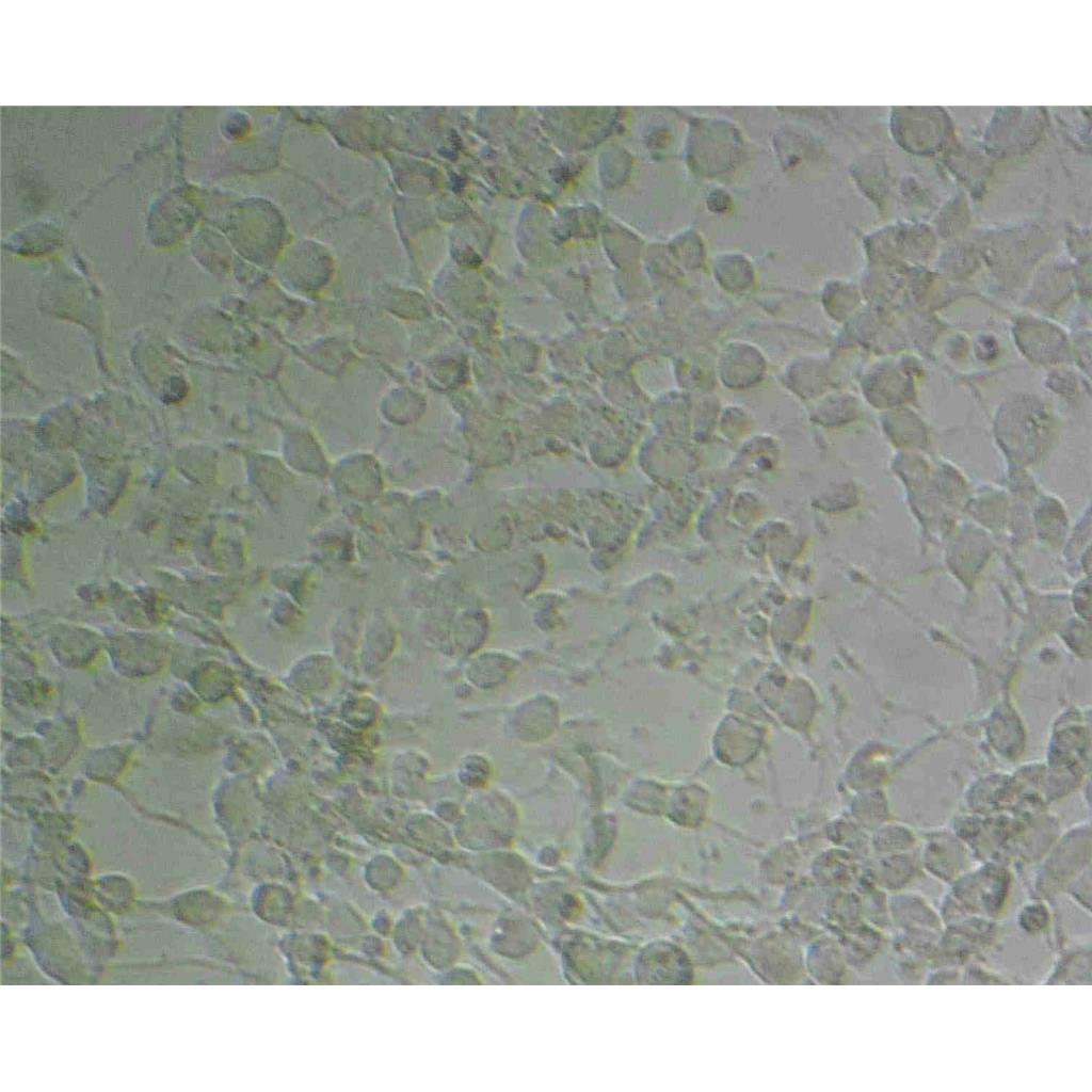 SW 480 Cells#人结肠癌细胞系种子库|完全培养基|STR图谱