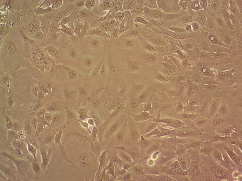 BRL3A Cells#大鼠正常肝细胞系种子库|完全培养基|STR图谱