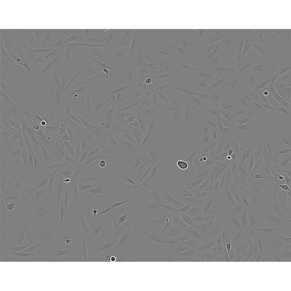 hFOB1.19 Cells#人SV40转染成骨细胞系种子库|完全培养基|STR图谱