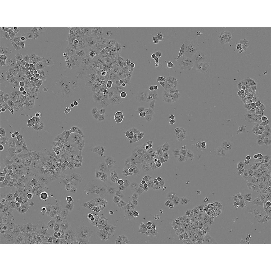 HT-22 Cells#小鼠海马神经元细胞系种子库|完全培养基|STR图谱