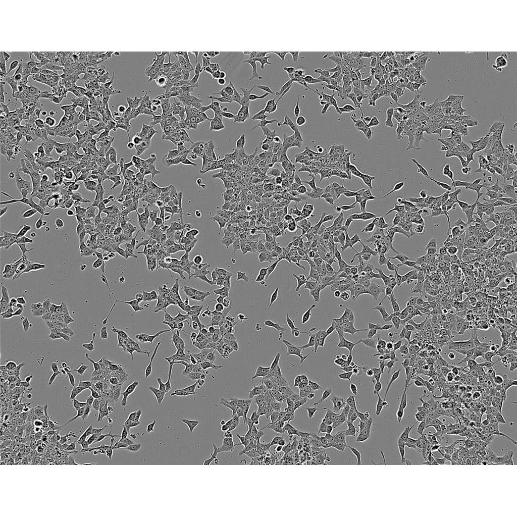 Mdck (NBL-2) Cells#犬肾细胞系种子库|完全培养基|STR图谱