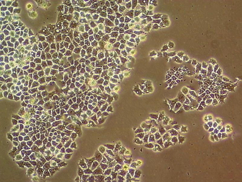 CW2 Cells#人结肠癌细胞系种子库|完全培养基|STR图谱