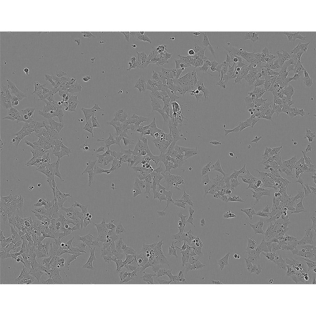 HC-11 Cells#细胞系种子库|完全培养基|STR图谱