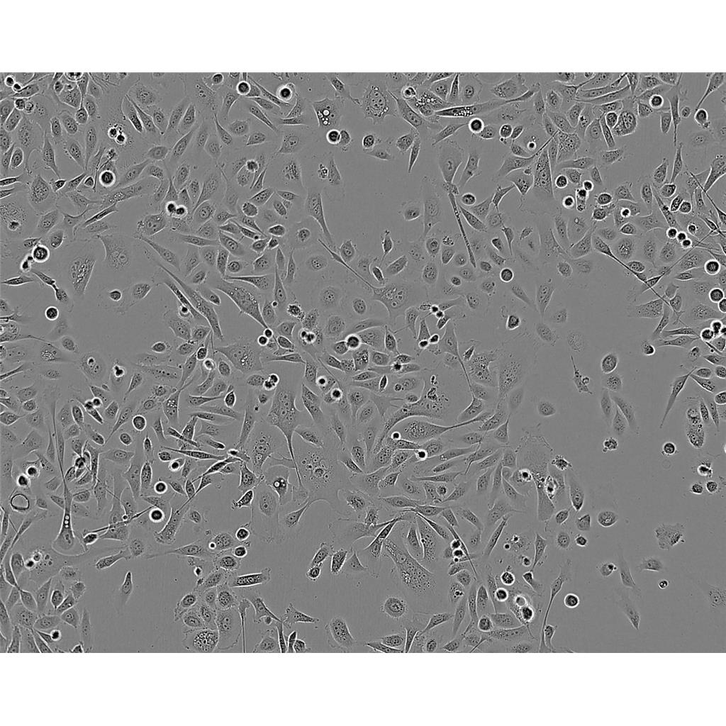 mda-MB 231 Cells#人乳腺癌细胞系种子库|完全培养基|STR图谱