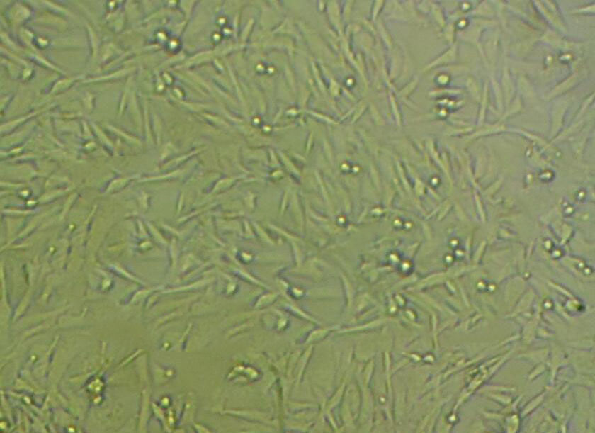 BT 549 Cells#人乳腺导管癌细胞系种子库|完全培养基|STR图谱