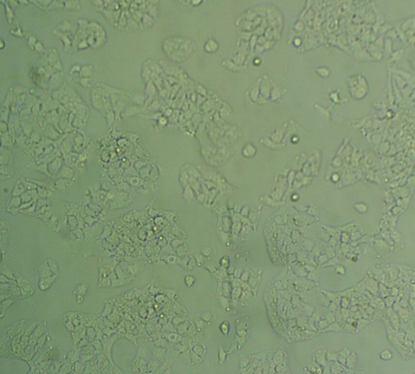 NCI H716 Cells#人结直肠腺癌细胞系种子库|完全培养基|STR图谱