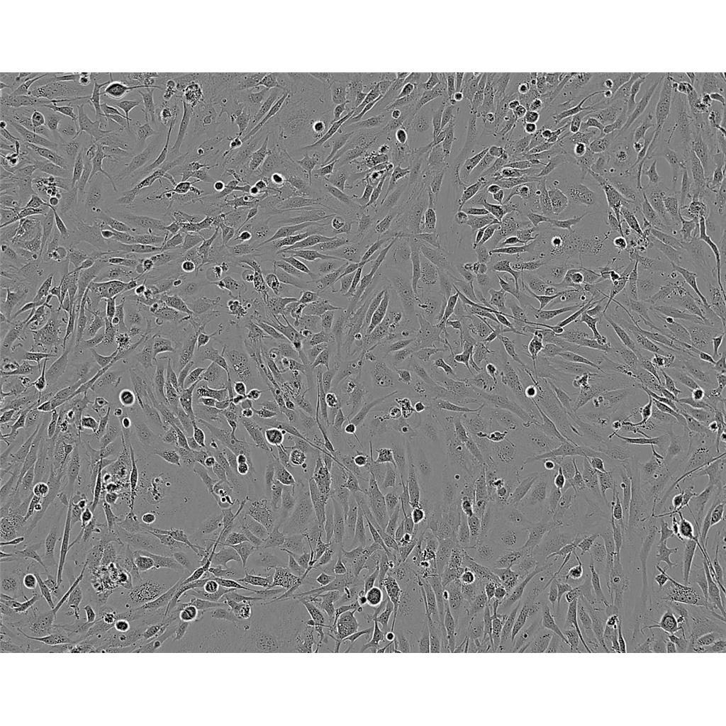 Mv1Lu Cells#貂肺上皮细胞系种子库|完全培养基|STR图谱