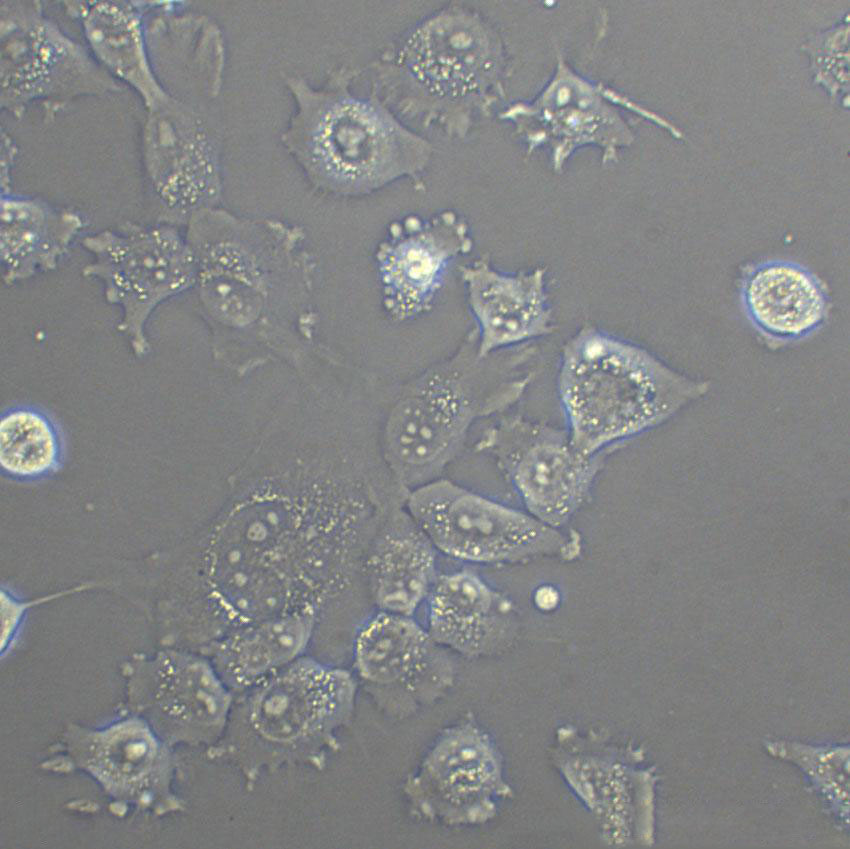 NR8383 Cells#大鼠肺泡巨噬细胞系种子库|完全培养基|STR图谱