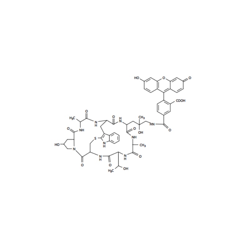 FITC-Phalloidin一种荧光素标记的鬼笔环肽试剂