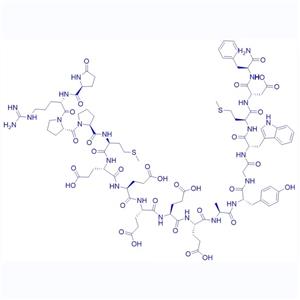 Gastrin-1, rat/81123-06-0/鼠源促胃泌素释放肽-1;Rat Gastrin-17