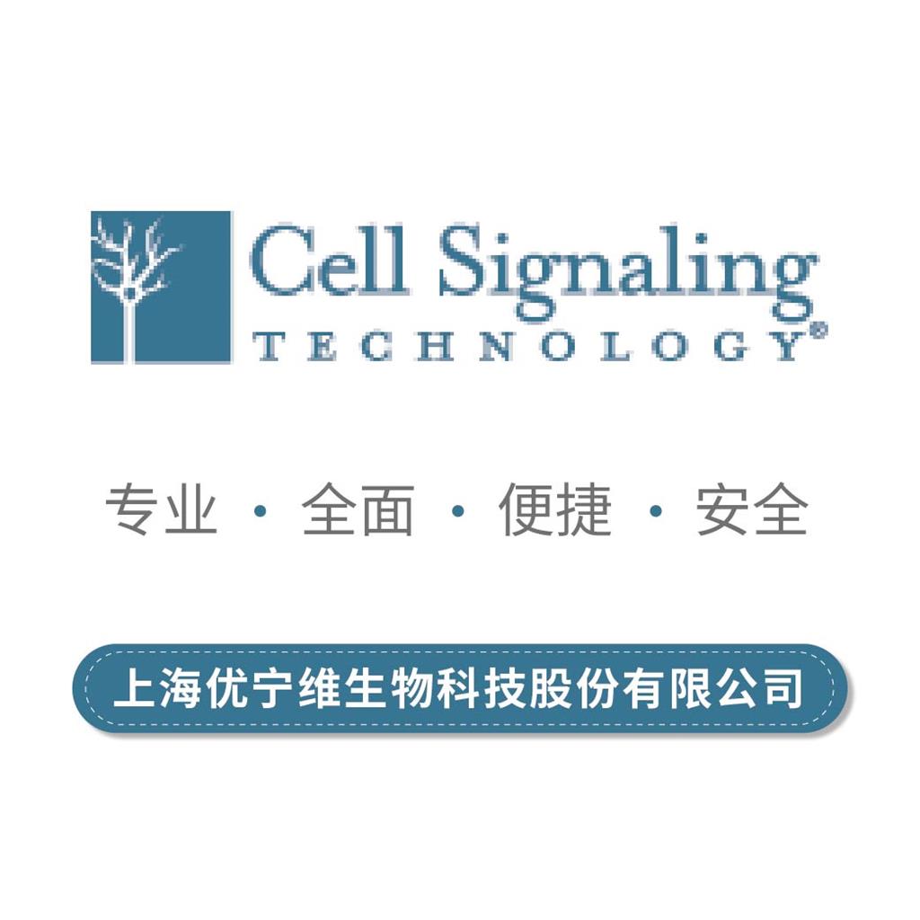 CST小鼠反应性STING通路抗体套装