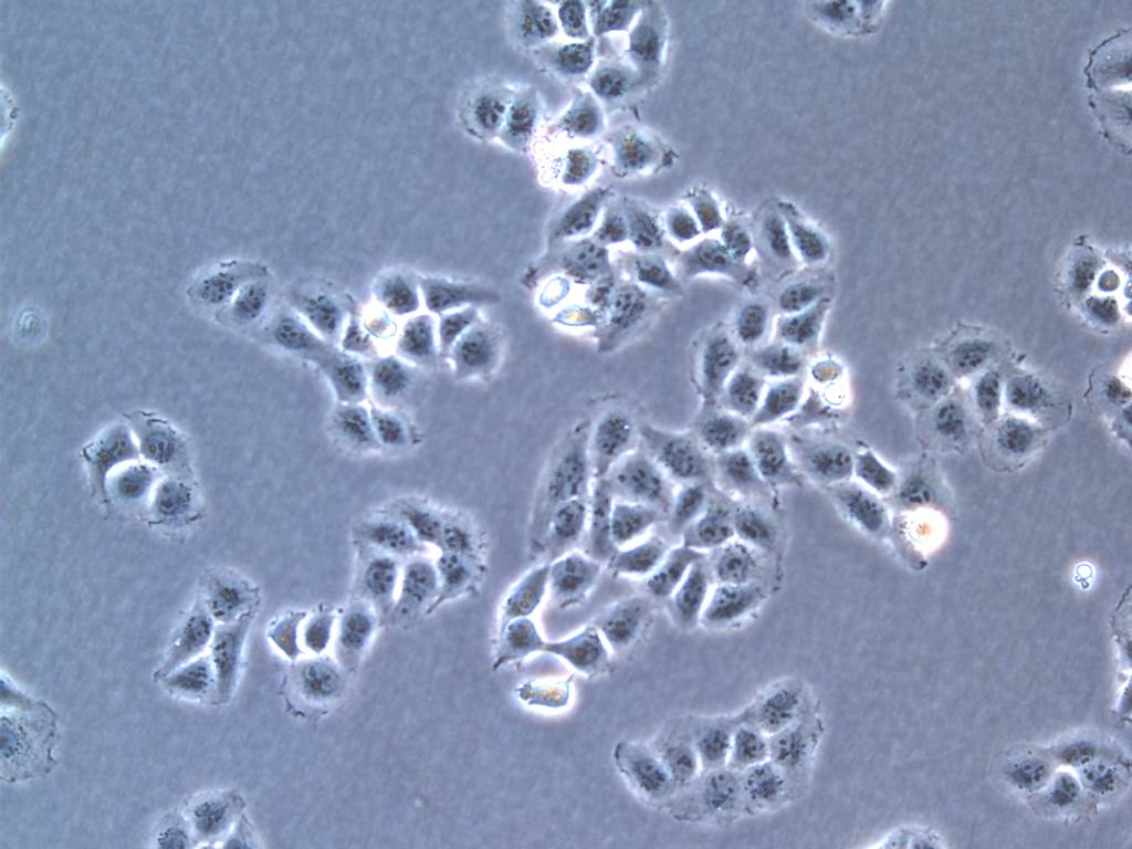 HCT-8 Cells#人结直肠腺癌细胞系活性强|培养基|送STR图谱