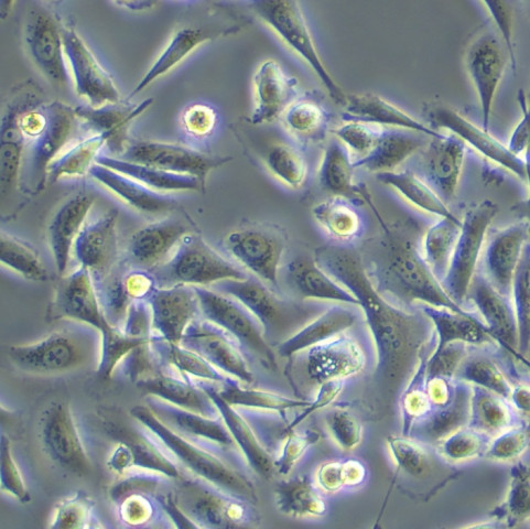 AML-12 Cells#小鼠肝细胞系活性强|培养基|送STR图谱