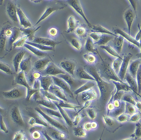 MES-13 Cells#小鼠肾小球系膜细胞系低代次|培养基|赠STR图谱