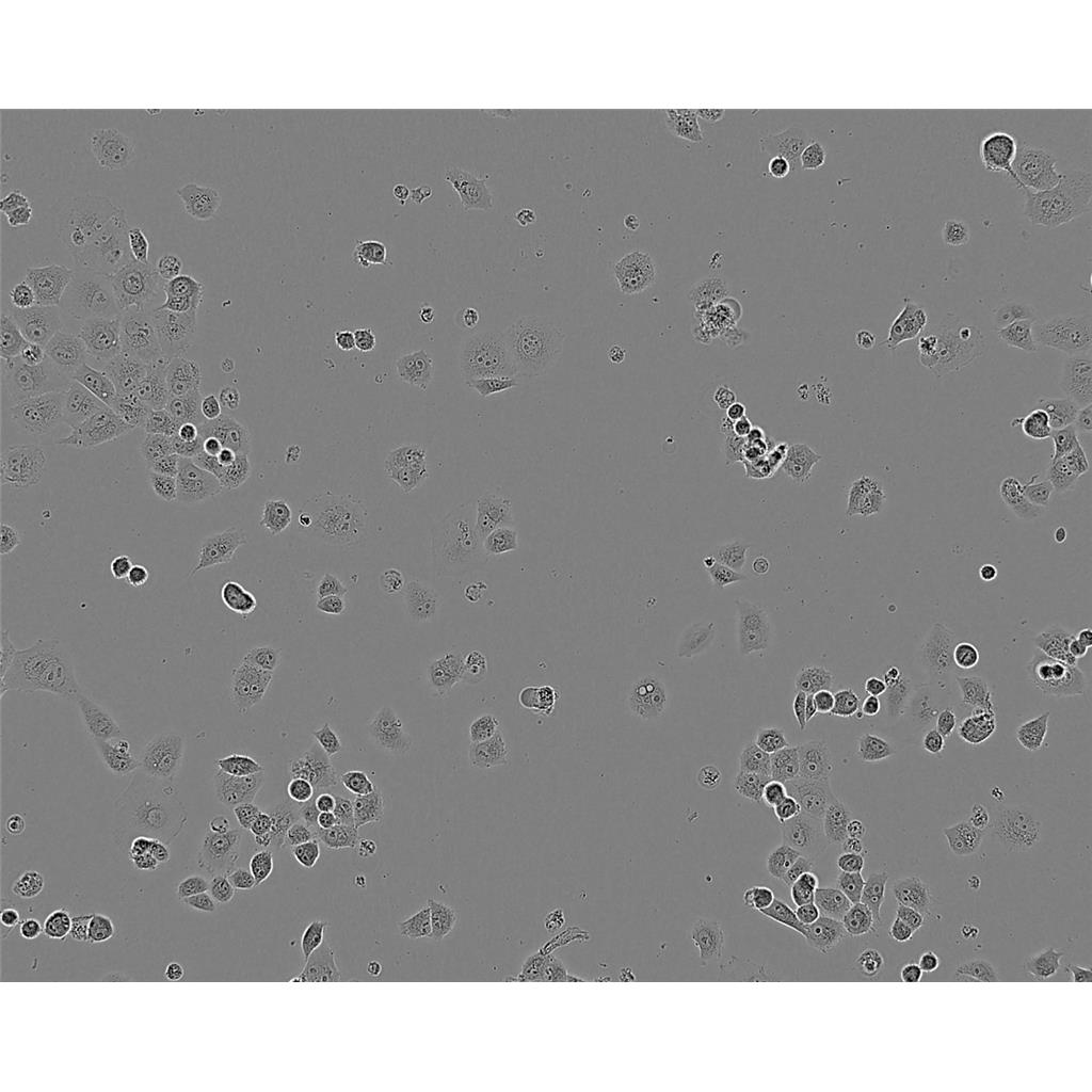 HuH7 Cells#人肝癌细胞系来源可靠|培养基|带STR基因图谱
