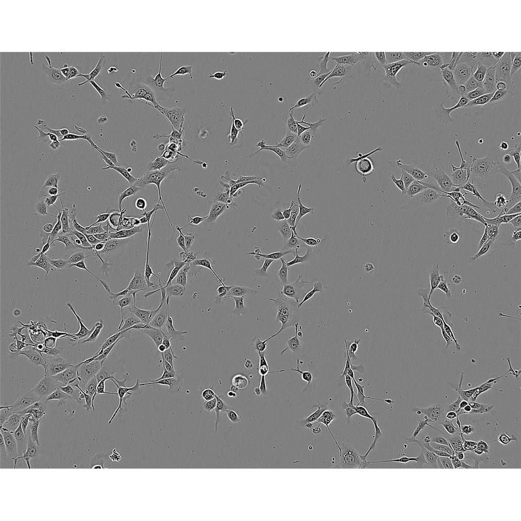 NCTC-929 Cells#小鼠成纤维细胞系来源可靠|培养基|带STR基因图谱