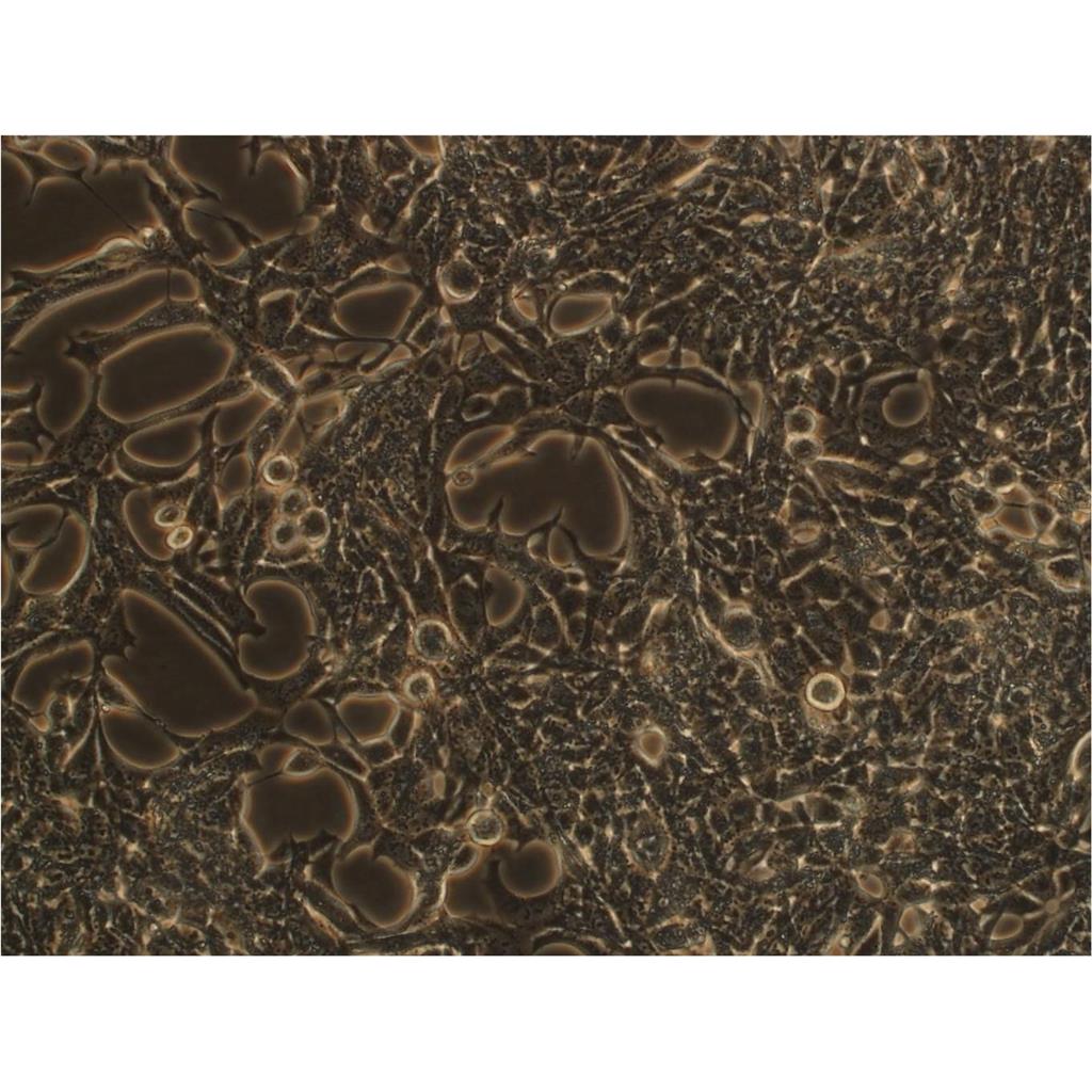 MA 104 Cells#猴胎肾细胞系来源可靠|培养基|带STR基因图谱