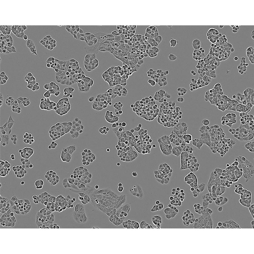 HC-11 Cells#细胞系来源可靠|培养基|带STR基因图谱