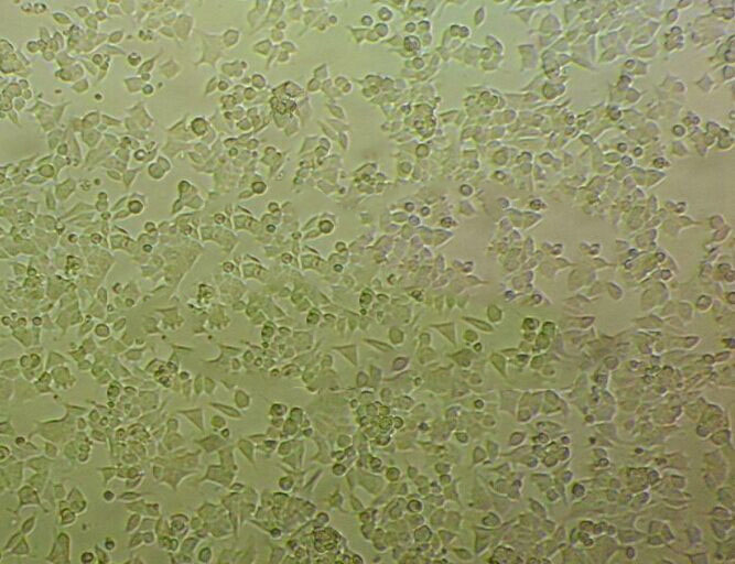 HL 60 Cells#人原髓细胞白血病细胞系来源可靠|培养基|带STR基因图谱