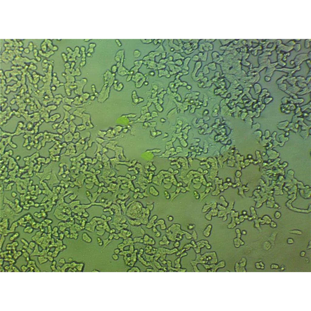 B16-F0 Cells#小鼠黑色素瘤细胞系来源可靠|培养基|带STR基因图谱