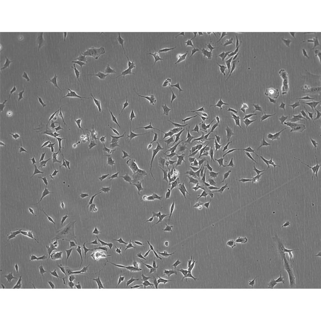 MH-S Cells#小鼠肺泡巨噬细胞系来源可靠|培养基|带STR基因图谱