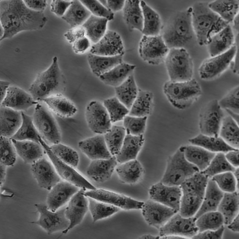 Hela Cells#人宫颈癌细胞系传代性好|培养基|有STR图谱