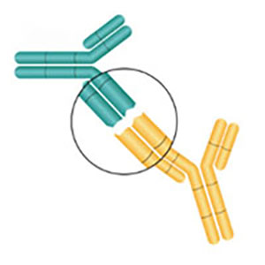 小鼠BCMA蛋白-ACROBiosystems百普赛斯